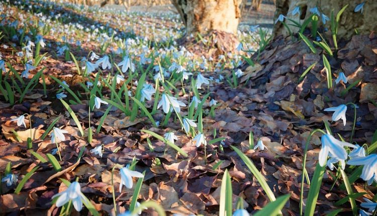 Free-SpringTime-scene-1
