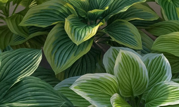 hosta-1