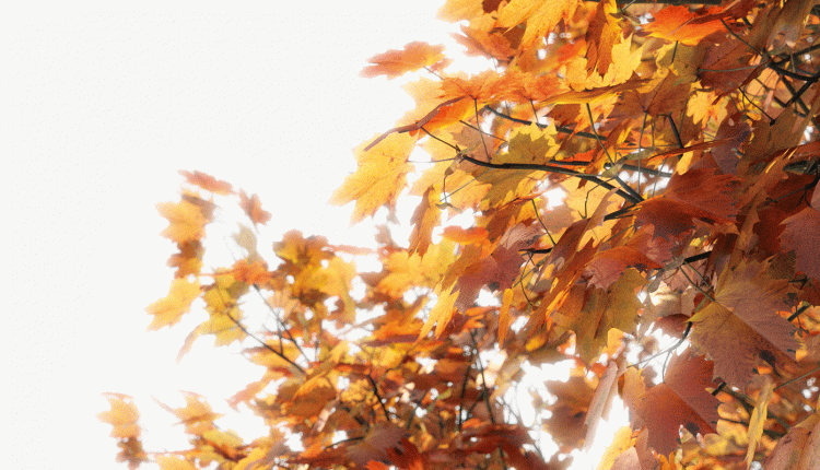 tree_maple