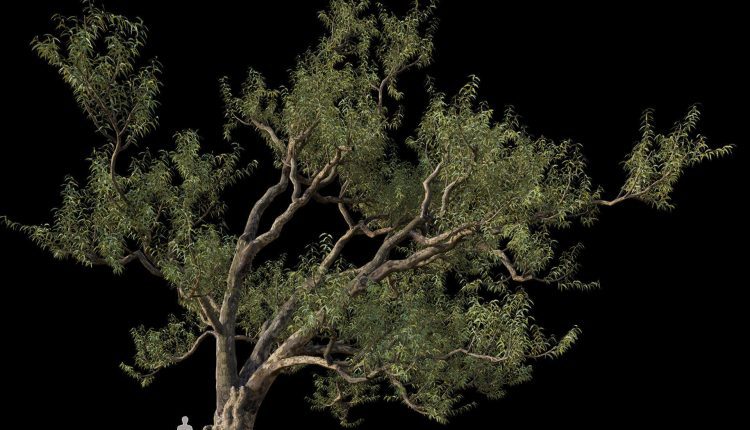 3d Tree Plants Model 332 Free Download 1