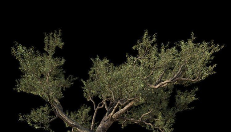 3d Tree Plants Model 332 Free Download 3