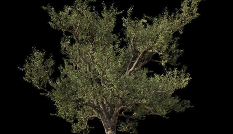 3d Tree Plants Model 332 Free Download 6