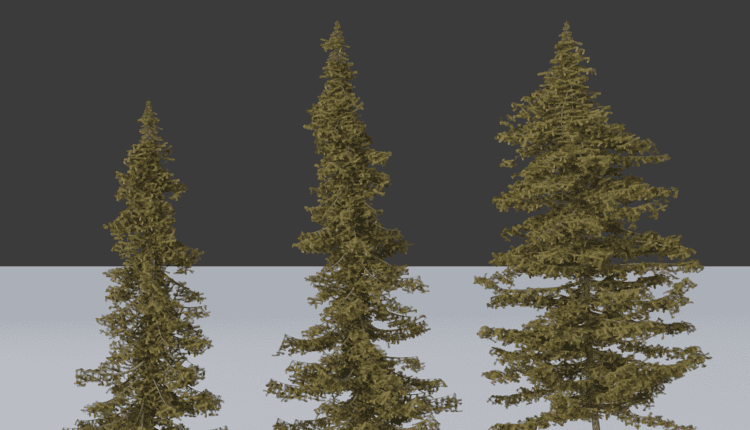 Pine_2