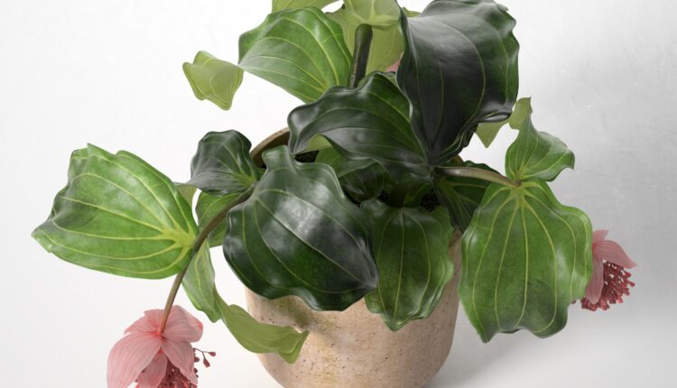 3d Plant Model 416 Free Download 2