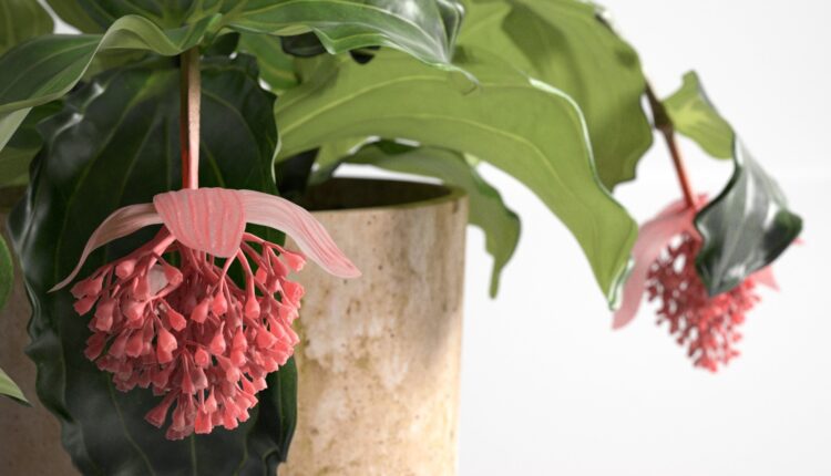 3d Plant Model 416 Free Download 3