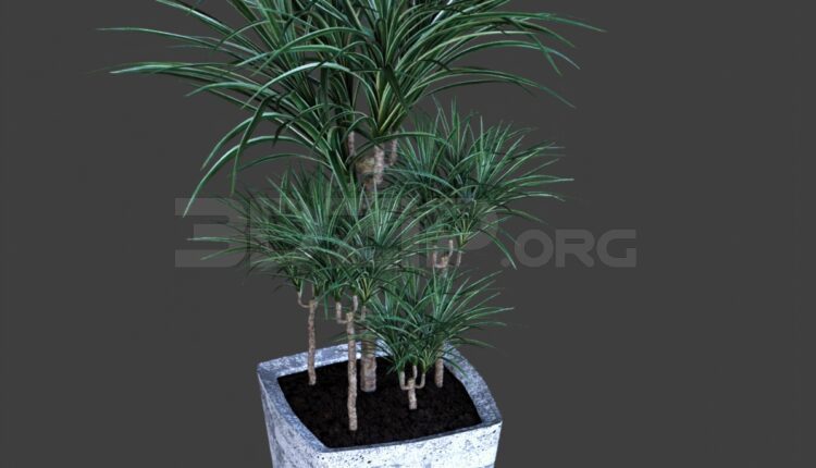 12246. Download Free Plant Model By Nguyen Ha