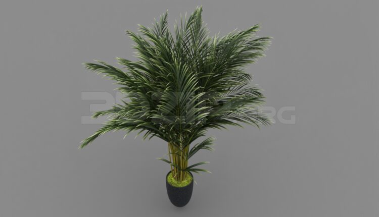 2281. Download Free Plant Model By Tran Ngoc