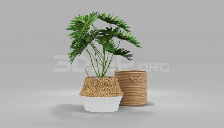 5752. Free 3D Plant Model Download