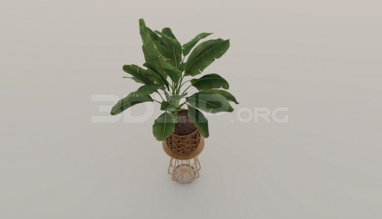 5891. Free 3D Plant Model Download