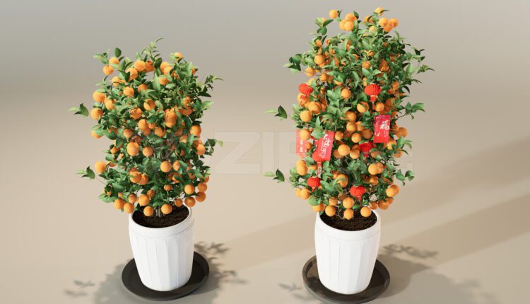 11602. Free 3Ds Max Plant Model (Cây Quất Tết) Download