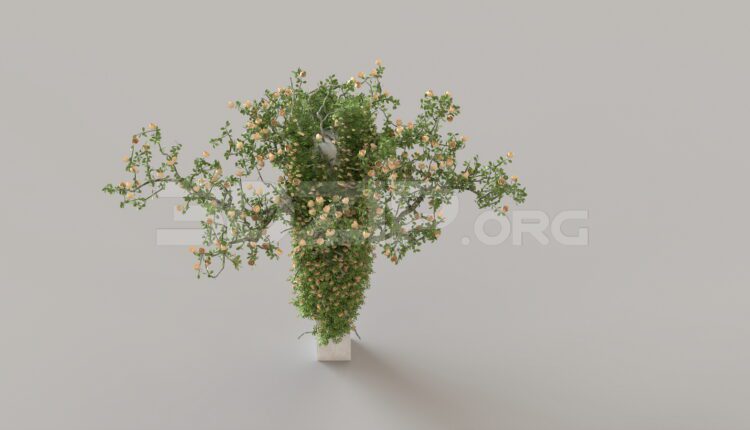9456. Free 3Ds Max Plant Model Download
