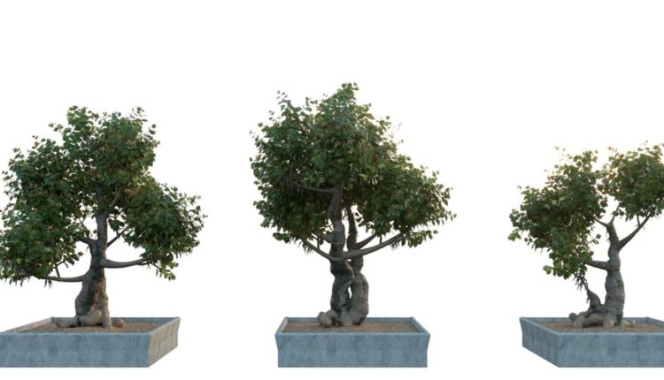 Bonsai 3D Models from Nguyen Ngoc Phuc