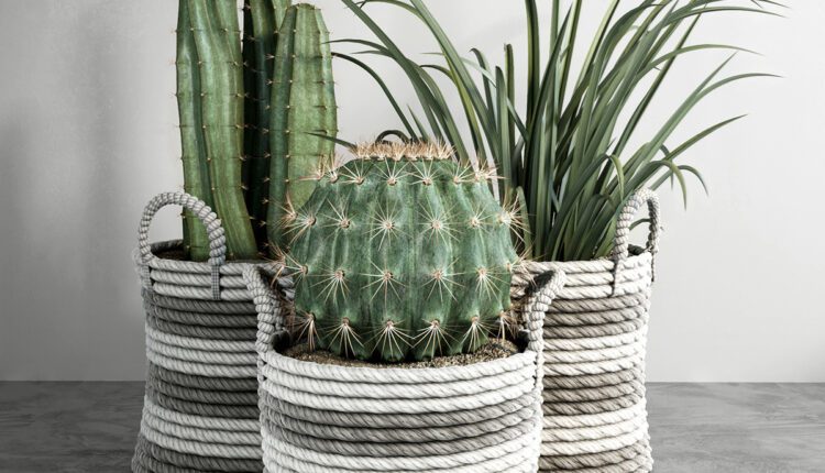 Free 3D Models Cactus set by Anna Fedyukina