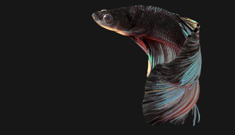 Betta Fish Free Download 3D Scene from Simon Chukov