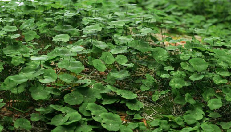 Download Free 3D Models Clover Set By Nouvellemesure Lab (1)