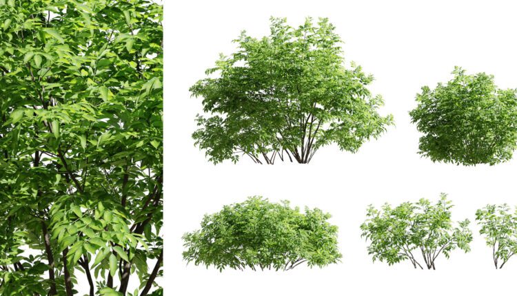 Sambucus Nigra Plant – Elderberry Set Of 5 Bushes By 3D SHAKER