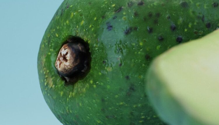 Download Free 3D Avocado fruit Model by Blenderboom