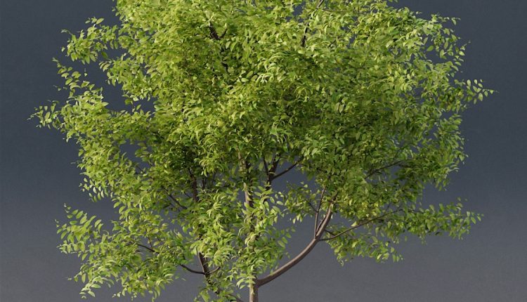 Free 3d Model Young Tree By Andrea Marchetto (1)