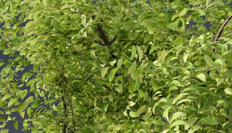 Free 3d Model Young Tree By Andrea Marchetto (2)