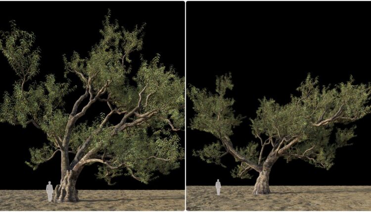 Free 3d Model Big Gumtree By Nguyen Ngoc Phuc (1)