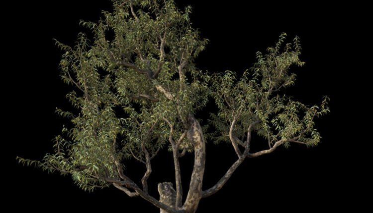 Free 3d Model Big Gumtree By Nguyen Ngoc Phuc (2)