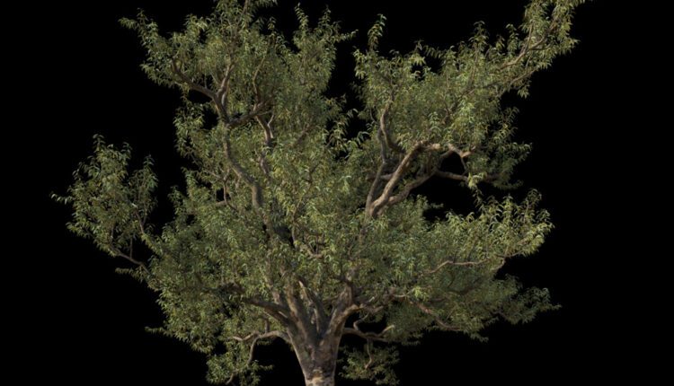 Free 3d Model Big Gumtree By Nguyen Ngoc Phuc (5)