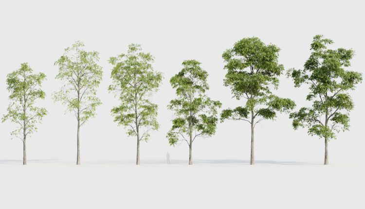 Free 3d Model Eucalyptus Saligna – Sydney Blue Gum By Balanceconnected (1)