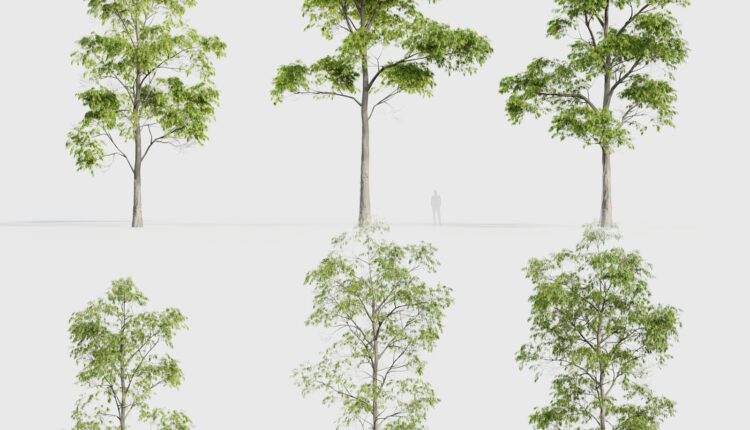 Free 3d Model Eucalyptus Saligna – Sydney Blue Gum By Balanceconnected (2)
