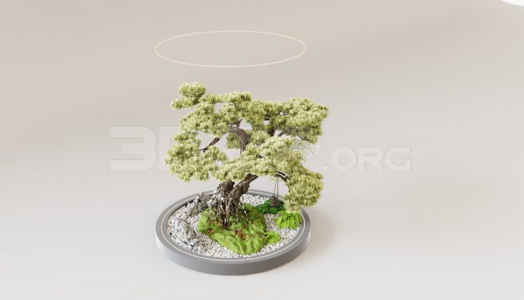 16072. Free 3ds Max Bonsai Tree Model Download (2)