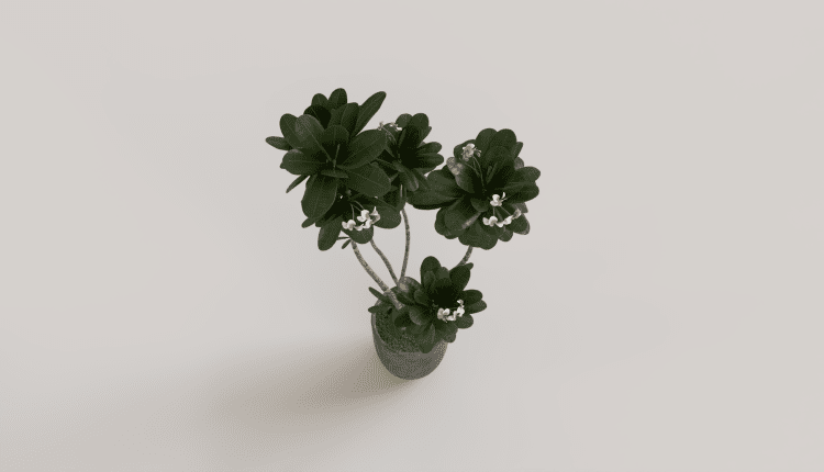 16293. Free 3ds Max Plant Model Download (1)