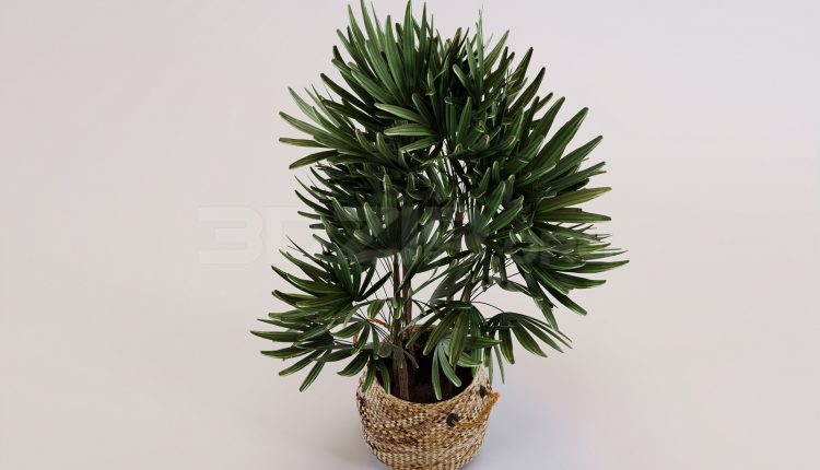 17097. Free 3ds Max Tree Model Download (2)