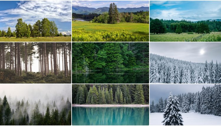 20129. Free Download 63 High Resolution Forest Backgrounds (1)