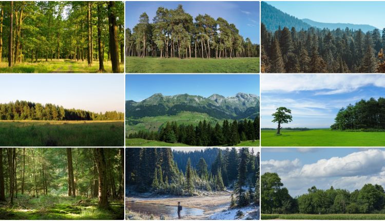 20129. Free Download 63 High Resolution Forest Backgrounds (4)